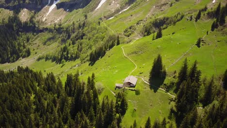 Drone-view-of-fir-trees-next-to-a-green-meadow-in-the-Swiss-Alps