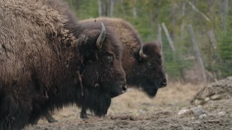 Large-Bull-Bison-In-A-Ranch---close-up-shot