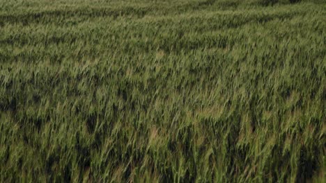 Green-wheat-growing-in-field,-Closeup-Background-Texture-with-Copy-Space