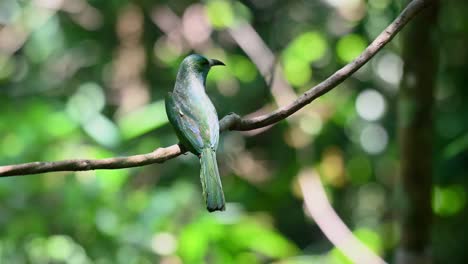 Seen-from-its-back-perched-on-a-vine-in-the-forest-then-flies-away,-Blue-bearded-Bee-eater,-Nyctyornis-athertoni,-Kaeng-Krachan-National-Park,-Thailand