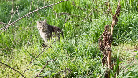Stray-cat-in-grass-field-looking-at-camera-on-sunny-april-day