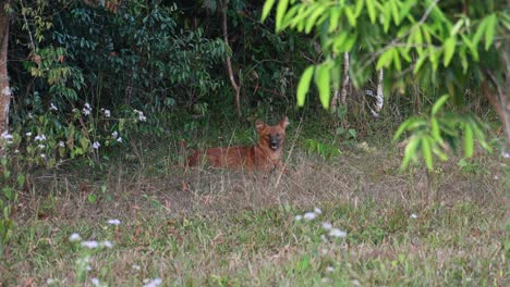 Seen-looking-at-the-camera-as-the-camera-zooms-out,-Dhole-Cuon-alpinus,-Khao-Yai-National-Park,-Thailand