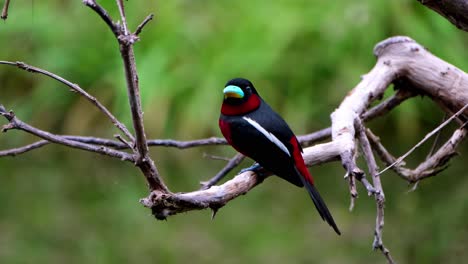 Seen-from-its-side-and-back-perched-on-a-bare-branch,-Black-and-red-Broadbill,-Cymbirhynchus-macrorhynchos,-Kaeng-Krachan-National-Park,-Thailand