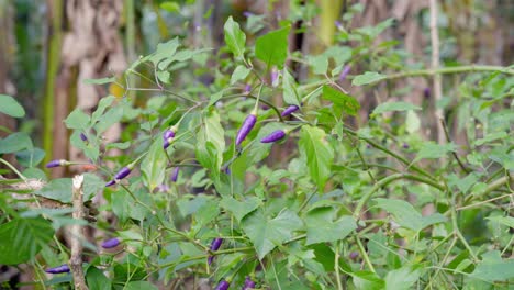 Growing-Purple-Chili-Peppers-On-Tropical-Countryside-In-The-Philippines