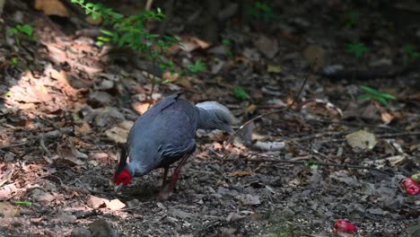 A-male-individual-seen-feeding-on-the-forest-floor,-Kalij-Pheasant-Lophura-leucomelanos,-Kaeng-Krachan-NAtional-Park,-Thailand