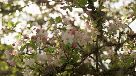 Spring-blooming-crab-apple-tree-in-orchard-detail-shot-in-slow-motion-in-Vosges-France
