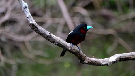Perched-on-a-branch-facing-the-camera-while-looking-to-the-right,-Black-and-red-Broadbill,-Cymbirhynchus-macrorhynchos,-Kaeng-Krachan-National-Park,-Thailand
