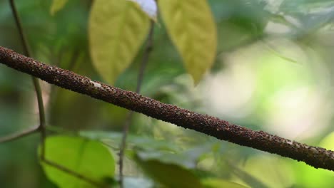 Termitas-Moviéndose-En-Una-Vid-Como-Se-Ve-En-Lo-Profundo-De-La-Jungla,-Isoptera,-Parque-Nacional-Kaeng-Krachan,-Tailandia