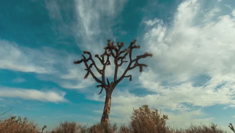 Dramatische-Wolkenlandschaft-Mit-Einem-Joshua-Baum-Im-Vordergrund-Der-Mojave-Wüstenlandschaft---Zeitraffer-Der-Bewegung-Zurückziehen