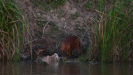 Almost-dark-and-struggling-to-pull-meat-out-of-the-carcass-of-the-Sambar-Deer-while-a-Monitor-Lizard-looks-and-joins-the-party,-Dhole-Cuon-alpinus,-Khao-Yai-National-Park,-Thailand