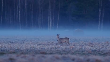 Roe-deer-in-dry-grass-meadow-in-early-morning-dusk-with-little-fog