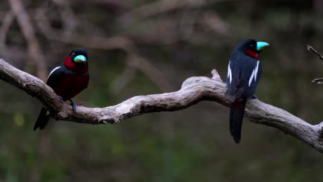 Two-individuals-perched-on-a-branch-while-the-other-flies-away-to-the-nest,-Black-and-red-Broadbill,-Cymbirhynchus-macrorhynchos,-Kaeng-Krachan-National-Park,-Thailand