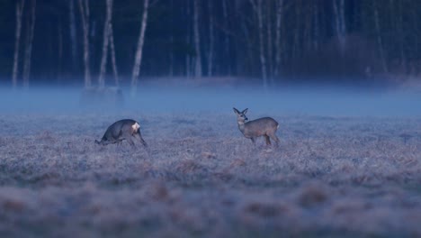 Roe-deer-in-dry-grass-meadow-in-early-morning-dusk-with-little-fog