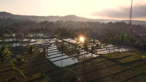 Aerial-video-of-palm-trees-and-rice-terraces-with-the-sun-reflection-at-sunset-in-Java,-Indonesia