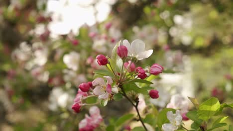 Beautiful-white-and-pink-crab-apple-tree-blooming-in-orchard-during-early-spring-in-slow-motion-in-Vosges-France
