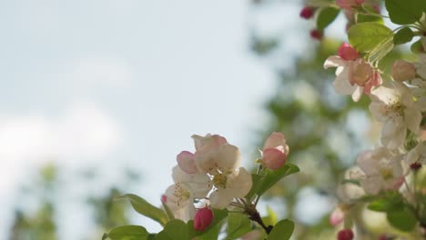 Beautiful-close-up-of-a-white-crab-apple-tree-in-bloom-during-early-spring-in-slow-motion-in-Vosges-France