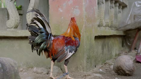 Tied-Rooster-Pecking-Food-On-The-Ground