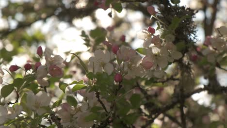 Lushy-white-crab-apple-tree-in-bloom-during-early-spring-in-slow-motion-in-Vosges-France