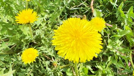 Extreme-closeup-of-yellow-dandelion-flower-in-meadow-grass,-top-view