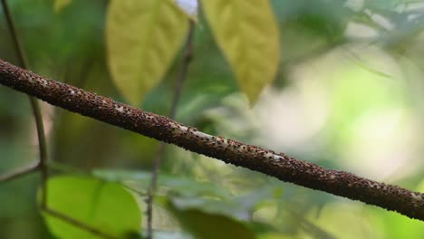 A-swarm-of-Termites-using-a-vine-as-a-bridge-to-move-from-one-place-to-another-deep-in-the-forest,-Isoptera,-Kaeng-Krachan-National-Park,-Thailand
