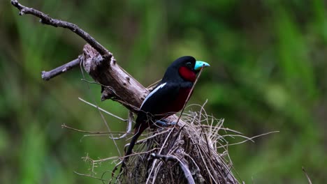 Perched-on-top-of-its-nest-looking-around-early-in-the-morning,-Black-and-red-Broadbill,-Cymbirhynchus-macrorhynchos,-Kaeng-Krachan-National-Park,-Thailand