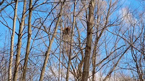 Red-Tailed-Hawk-leaves-its-nest-in-search-of-prey