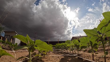 A-dramatic-cloudscape-over-the-backyard-garden---low-angle-ascending-motion-time-lapse