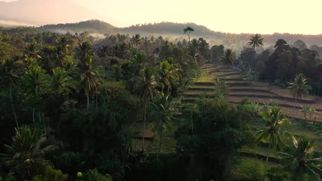 Aerial-video-of-palm-trees-and-rise-terraces-with-the-sun-reflection-at-sunset-in-Java,-Indonesia