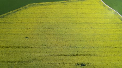 Drone-shot-of-bright-yellow-canola-field,-tilt-up-reveal-of-green-fields-and-landscape