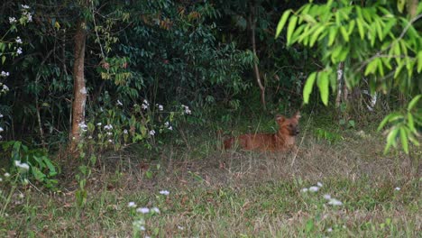 Seen-looking-far-while-listening-to-animals-passing-by-as-potential-prey,-Dhole-Cuon-alpinus,-Khao-Yai-National-Park,-Thailand