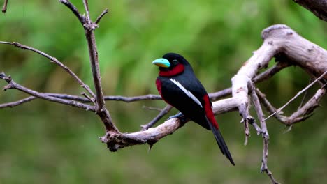 Seen-from-its-back-side-facing-to-the-left-as-it-looks-around-and-up,-Black-and-red-Broadbill,-Cymbirhynchus-macrorhynchos,-Kaeng-Krachan-National-Park,-Thailand