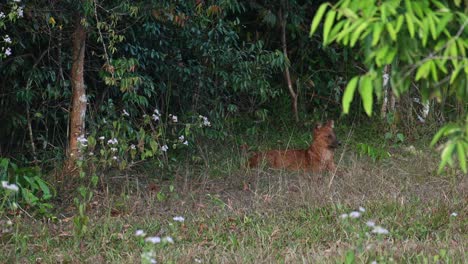Seen-resting-at-the-edge-of-the-forest-looking-around-as-the-camera-zooms-out,-Dhole-Cuon-alpinus,-Khao-Yai-National-Park,-Thailand