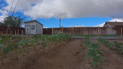 Backyard-garden-with-a-dynamic-cloudscape-overhead-and-vegetables-growing-in-rows---sliding-time-lapse