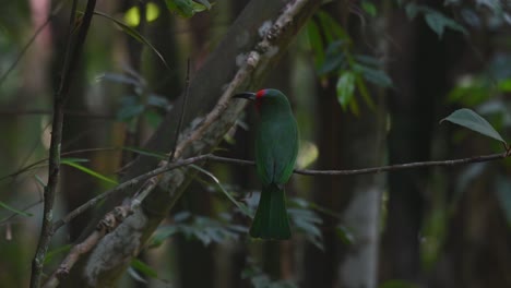 Seen-in-the-dark-of-the-forest-perched-on-a-small-branch-then-flies-away,-Red-bearded-Bee-eater-Nyctyornis-amictus,-Kaeng-Krachan-National-Park,-Thailand