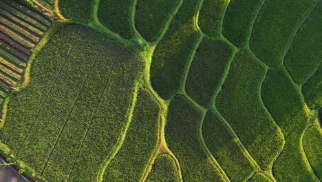 Dramatic-aerial-video-of-rice-terraces-with-the-sun-reflection-at-sunset-in-Java,-Indonesia