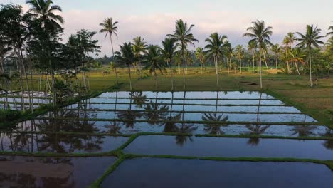Dramatische-Luftaufnahme-Von-Bewässerten-Reisterrassen-Und-Palmen-Mit-Der-Reflexion-Bei-Sonnenaufgang-In-Java,-Indonesien