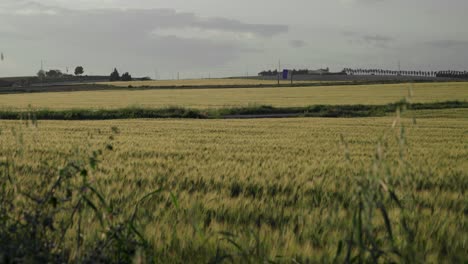 Golden-wheat-field-swaying-in-breeze,-Landscape-of-Jerez-de-la-Frontera,-Spain