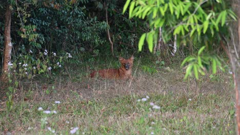 Seen-looking-towards-the-camera-while-resting-on-the-grass,-Dhole-Cuon-alpinus,-Khao-Yai-National-Park,-Thailand
