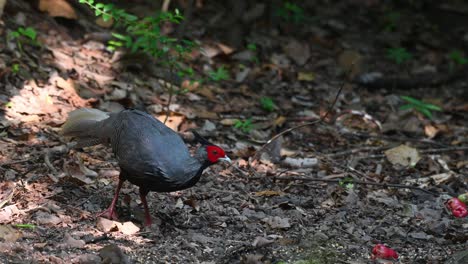 Seen-foraging-on-the-forest-ground-then-faces-right-and-turns-around-to-go-away,-Kalij-Pheasant-Lophura-leucomelanos,-Kaeng-Krachan-NAtional-Park,-Thailand