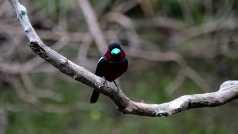 Anxiously-looking-at-the-camera-while-perched-on-a-branch-and-then-flies-away,-Black-and-red-Broadbill,-Cymbirhynchus-macrorhynchos,-Kaeng-Krachan-National-Park,-Thailand