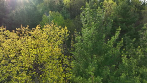 Frische-Gelbe-Blätter-Am-Baum-Im-Grünen-Wald