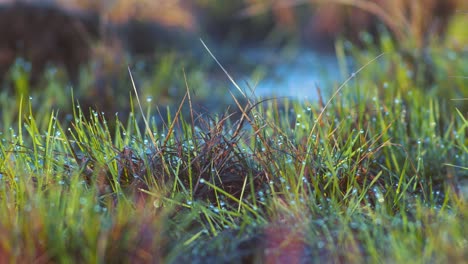 Grünes-Gras-Mit-Wassertröpfchen-Hautnah-Im-Frühen-Morgensonnenlicht-Schwenkansicht