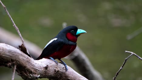 A-close-up-of-this-lovely-bird-perched-on-a-bare-branch-looking-around,-Black-and-red-Broadbill,-Cymbirhynchus-macrorhynchos,-Kaeng-Krachan-National-Park,-Thailand