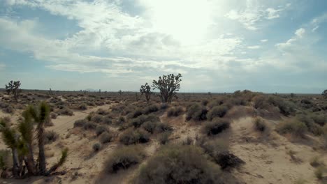 Flying-in-reverse-under-and-between-Joshua-trees-in-the-Mojave-Desert's-sandy-and-arid-landscape---aerial-first-person-view