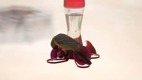 A-colorful-Bullock's-Oriole-drinking-sugar-water-from-a-hummingbird-feeder---slow-motion