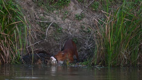 Head-buried-deep-into-the-carcass-of-a-Sambar-Deer-as-an-Asian-Monitor-Lizard-dares-to-share-the-meal,-Dhole-Cuon-alpinus,-Khao-Yai-National-Park,-Thailand