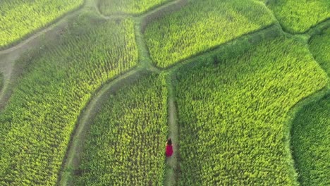 Una-Mujer-Con-Un-Vestido-Rojo-Caminando-En-Una-Terraza-De-Arroz-En-Bali,-Indonesia