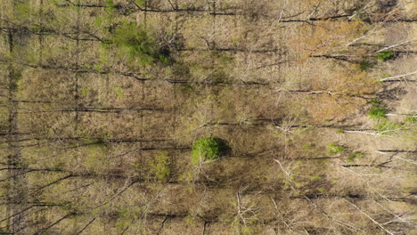 Top-view-aerial-of-cottonwood-forest-in-spring-during-the-bud-break-season,-drone-pov