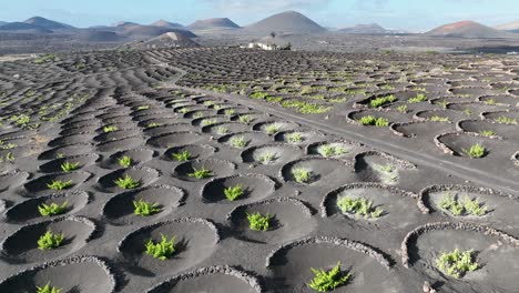 Winegrowing-in-Lanzarote----Canary-Islands