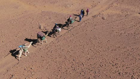 Caravan-of-camels-and-bedouins-crossing-Moroccan-desert,-overhead-aerial-pov
